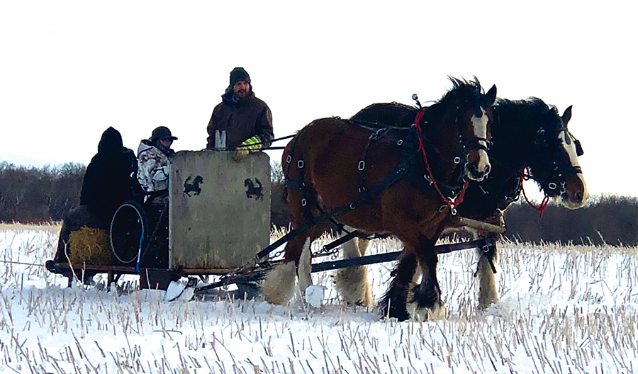 Levi driving his team of horses