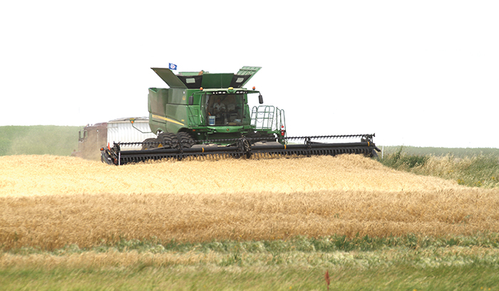 Craig Roy was harvesting this crop of winter wheat near Moosomin on Friday, August 5. Andrea Jaenen photo