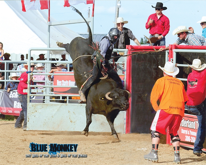 Blue Monkey, raised and trained by Bobby Stevens of Moosomin, won the CCAs Bull of the Year and Bull of the Finals in 2017.