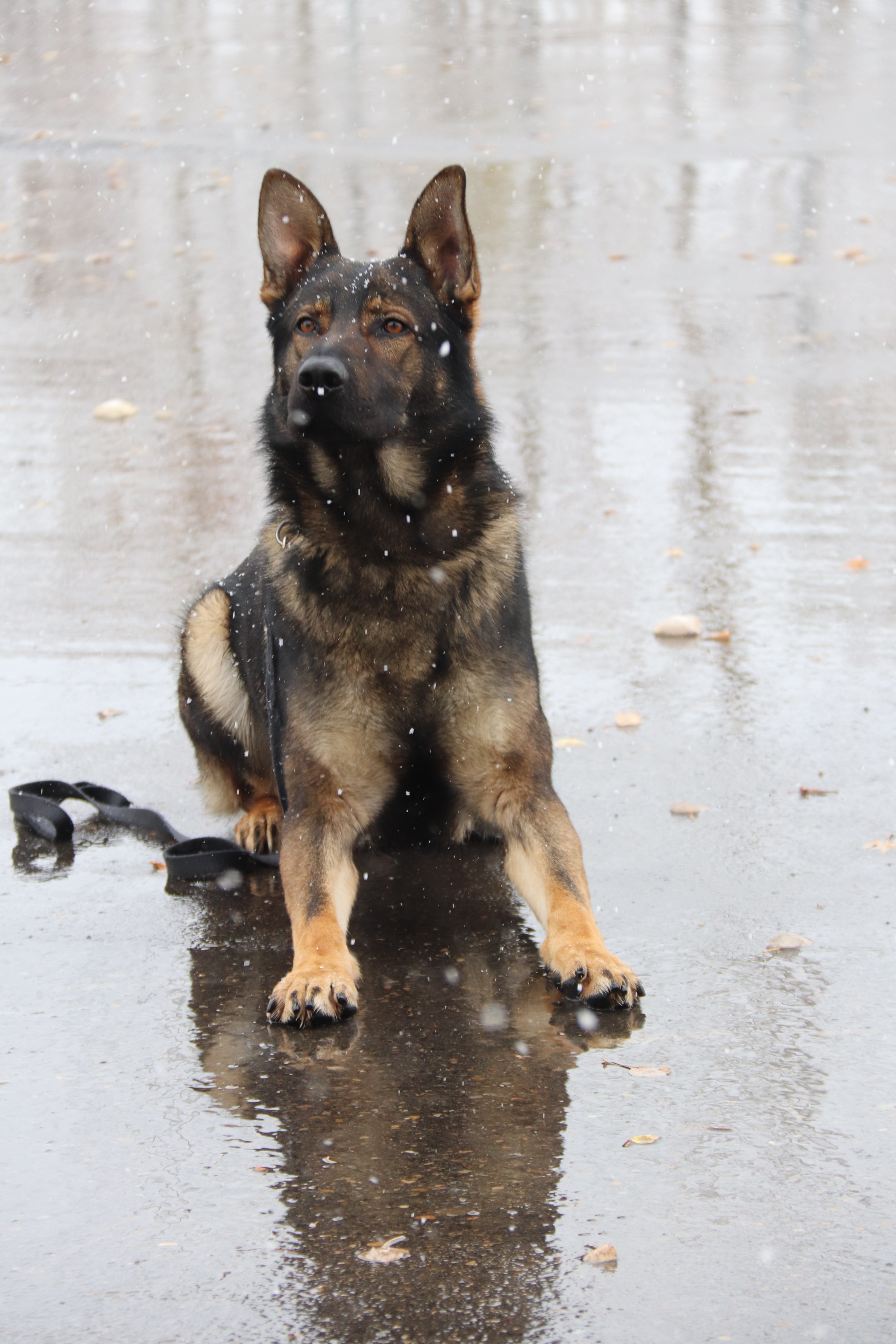 Police Service Dog Linkin