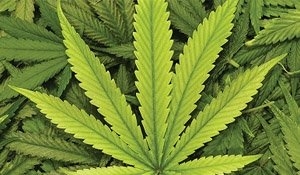 Rules set for marijuana sales <h3>Proposals for cannabis outlets in Moosomin and other centres now being accepted</h3>