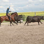The Moosomin Ranch Rodeo was held on Saturday, July 20, and included trailer loading, team sorting, doctoring, branding, and wild cow milking.