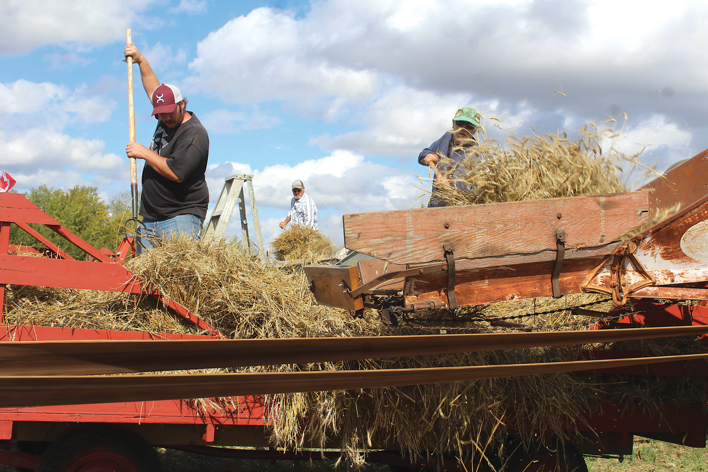 People threshing  the grain using a historic threshing machine.