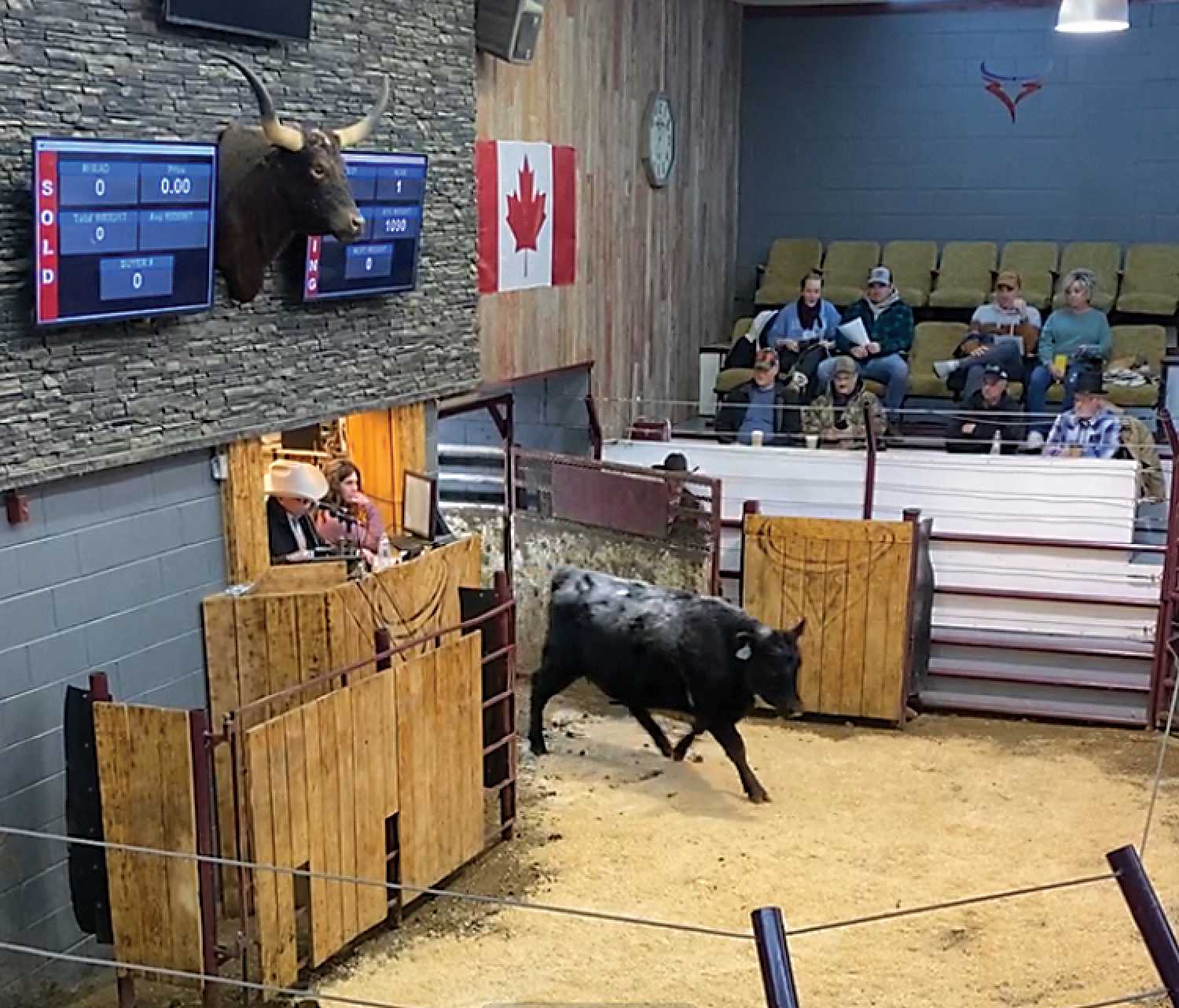 One of MacPherson’s heifers being auctioned at the dispersal sale at Whitewood Livestock on Feb. 15.