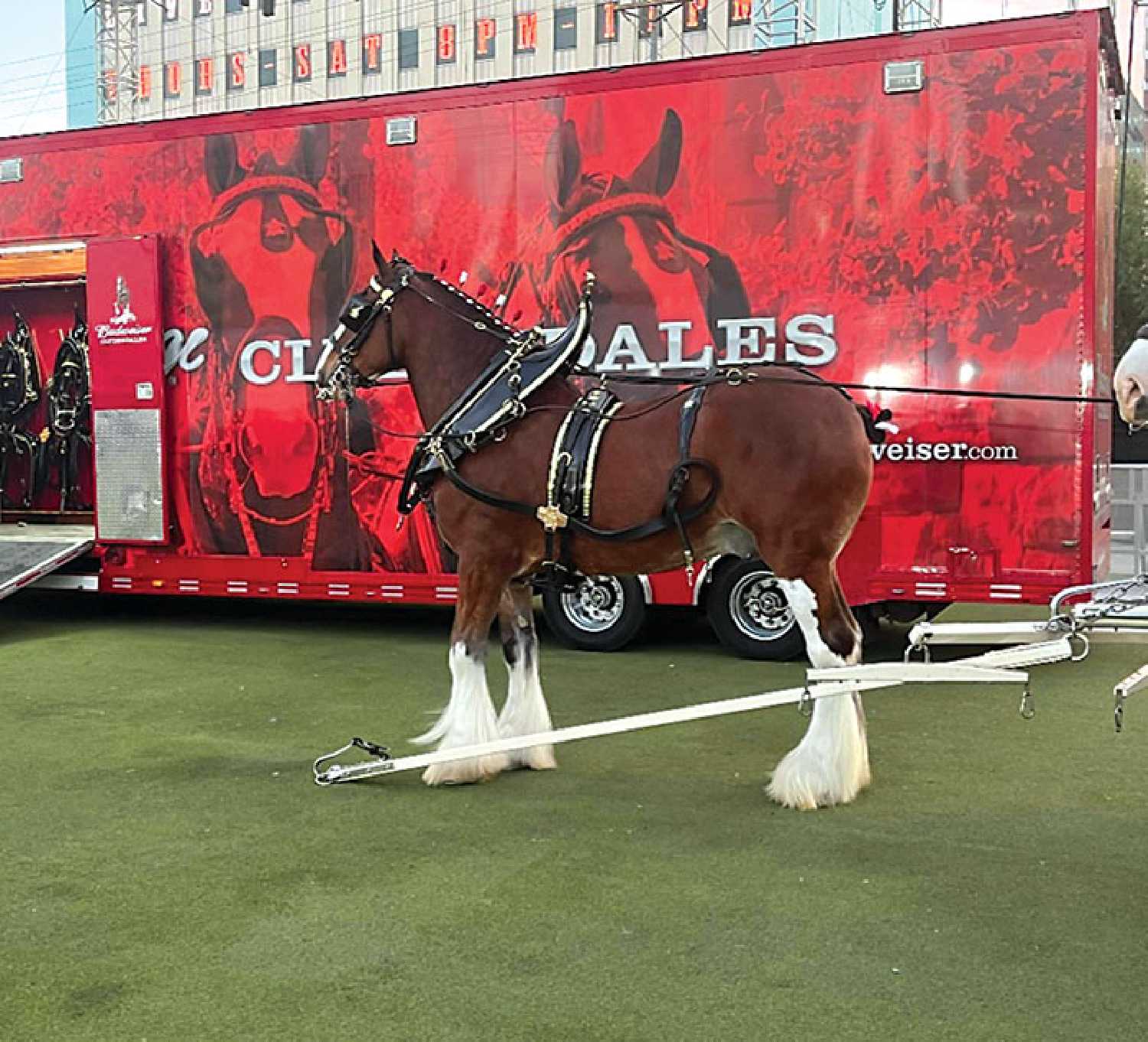 �Diesel,� a famous front right lead horse in the current Budweiser eight-horse hitch.