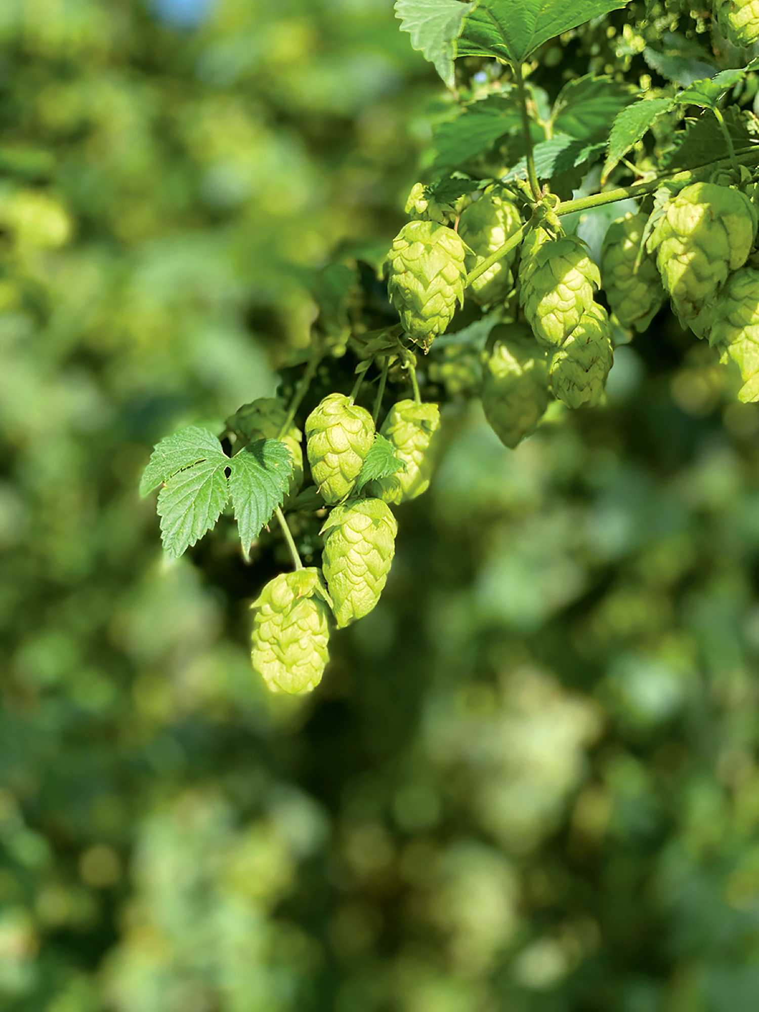 Hops growing at JGL Shepherd Farms southeast of Moosomin.