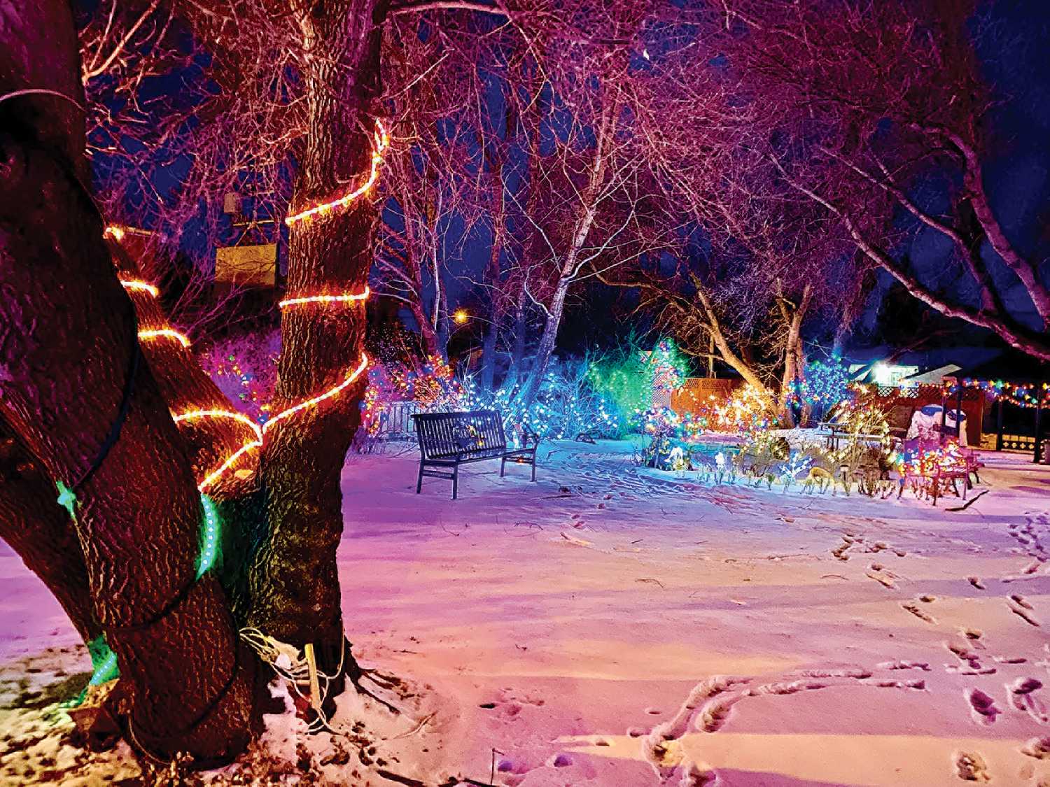 Some photos of what the Kennedy Memory Garden looks like right now with it decorated for Christmas.