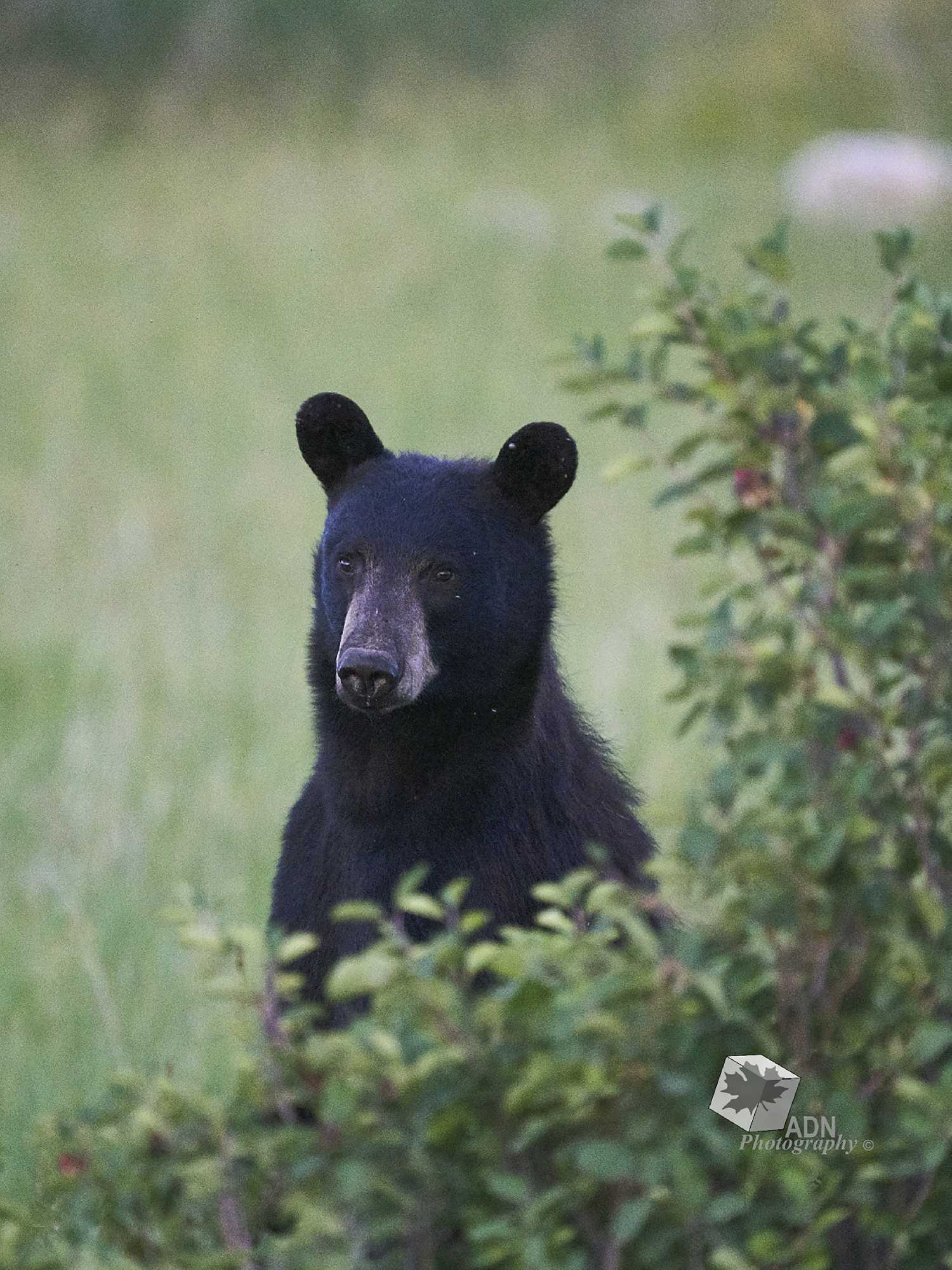 Black bear in Qu'Appelle Valley. Photo by Alvin Nixon.