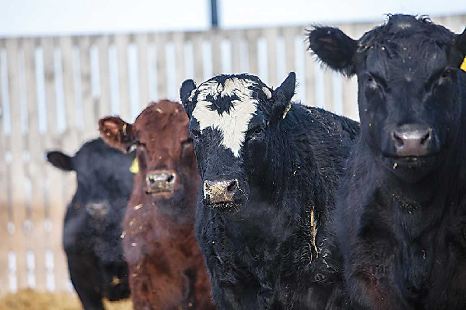 Farmers in Southeast Saskatchewan are happy to see the provincial government adjust the eligibility requirements for PDAP, now allowing farmers who make more than $2 million in gross revenues, to apply for the program.