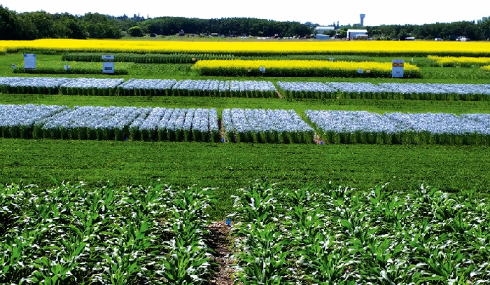 Test plots at the East Central Research Farm near Yorkton. A webinar on the results of three different research projects revolving around the use of nitrogen in crops is coming up on Friday, March 5.