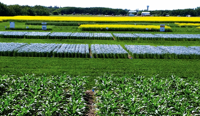 Test plots at the East Central Research Farm near Yorkton. A webinar on the results of three different research projects revolving around the use of nitrogen in crops is coming up on Friday, March 5.