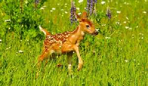 The kids are alright: leave baby wildlife alone